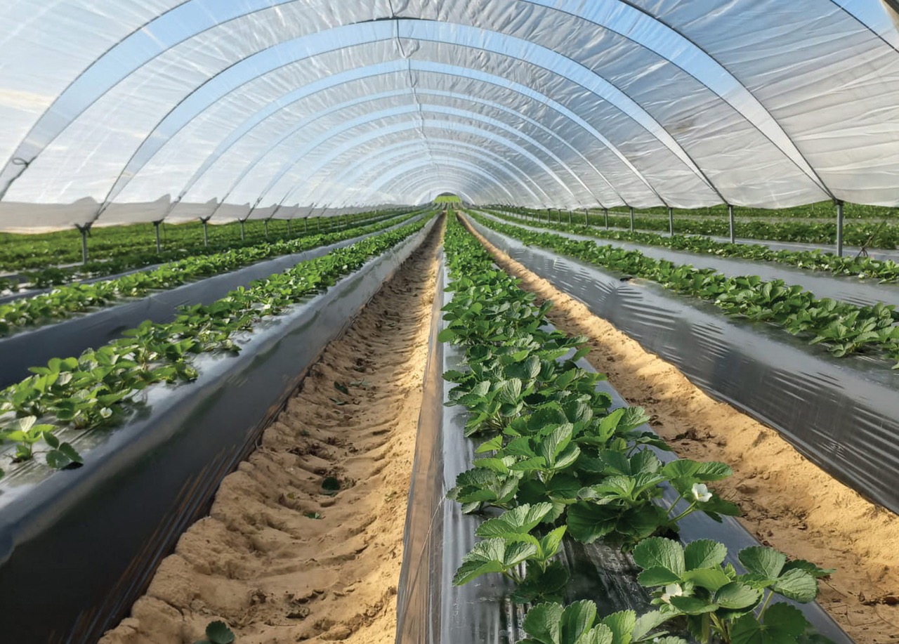 Soluções Resíduo Zero da Lusosem para Pequenos Frutos