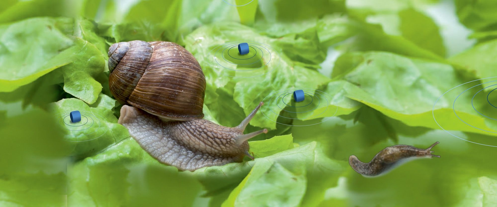 Moluscicidas