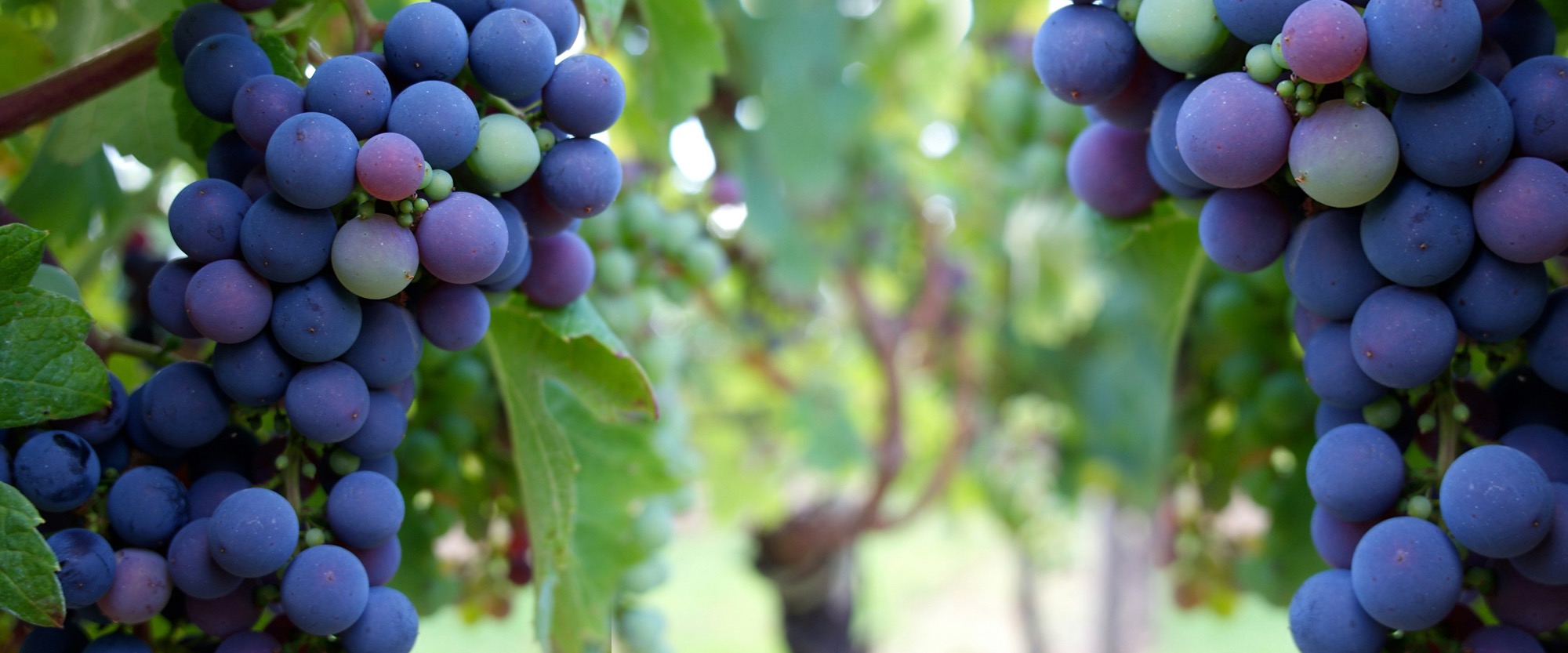 Nutrição Avançada