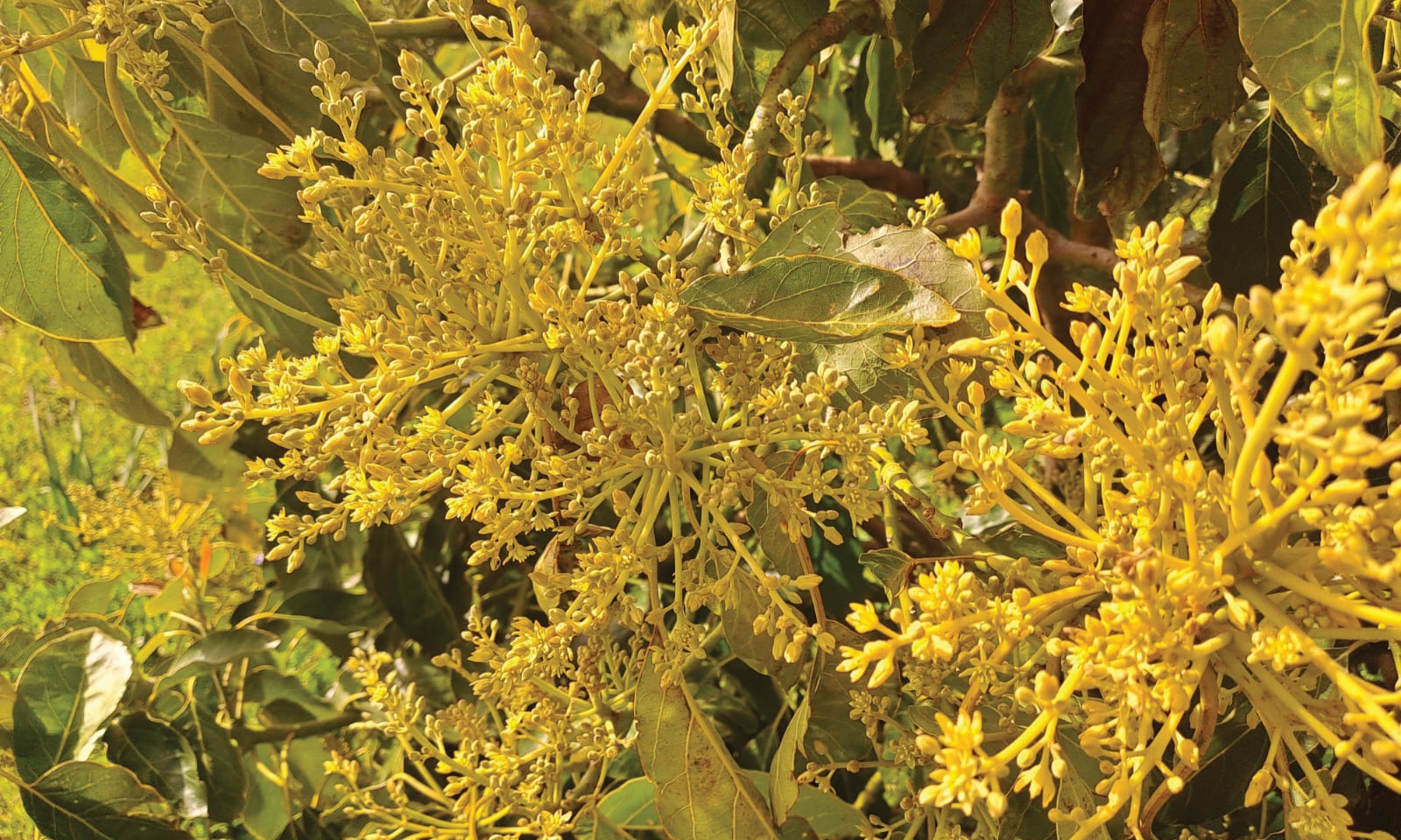 Absorção foliar nos abacateiros