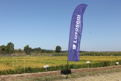 Campo de ensaio com novas variedades de arroz Lusosem