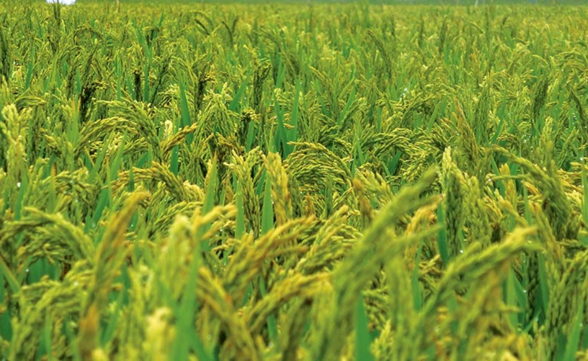 Cultura de Arroz | Orizicultura