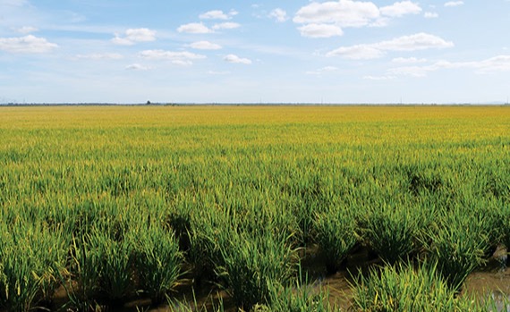 Campo de Arroz