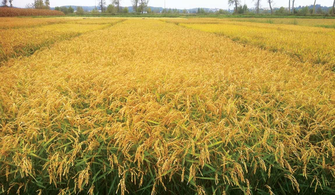 Campo de arroz Carolino da variedade Ceres