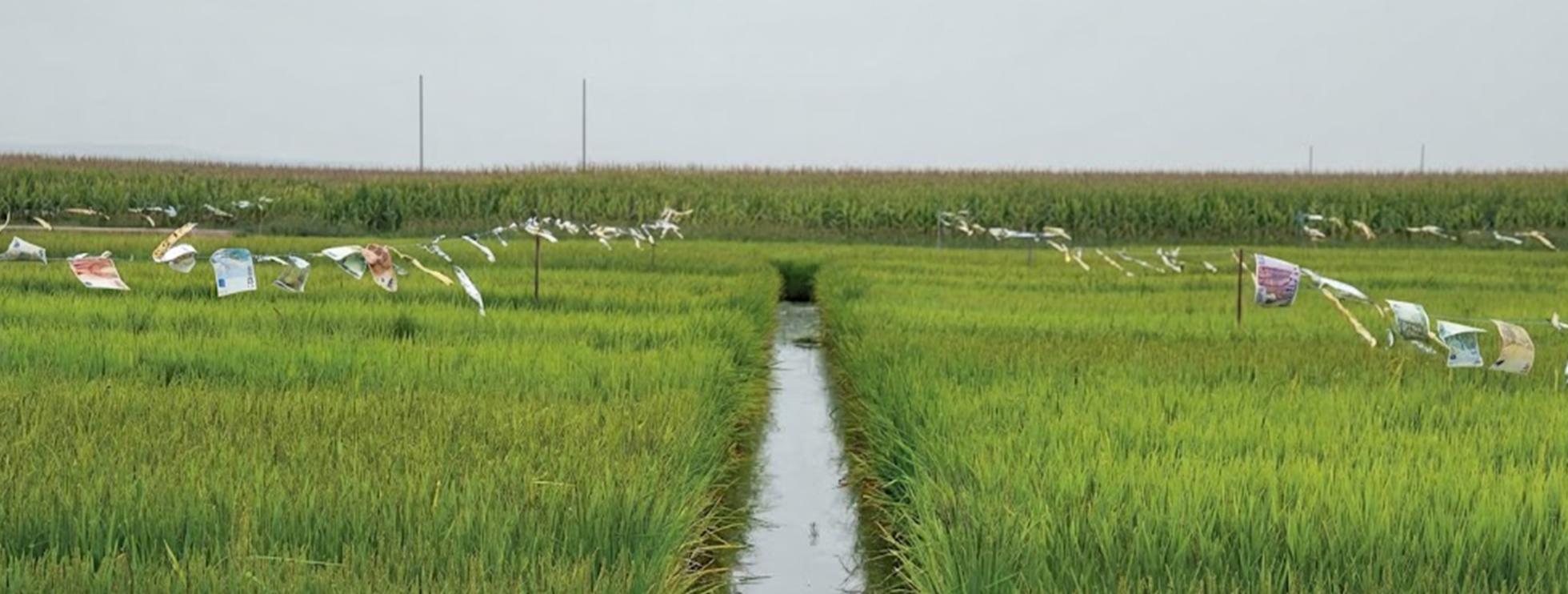 campo de arroz
