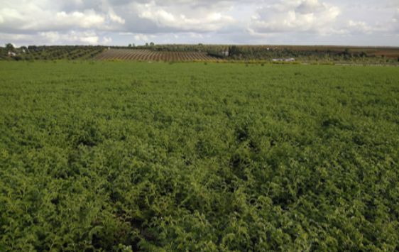 Campo de grão-de-bico ‘Casal Vouga’