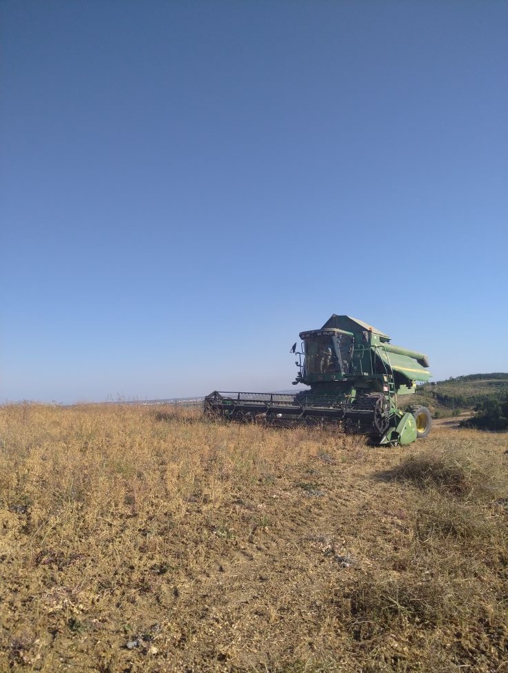 Colheita de grão Casal Vouga