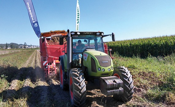 Colheita do campo de ensaio de batata onde foi aplicado o fertilizante Chamae