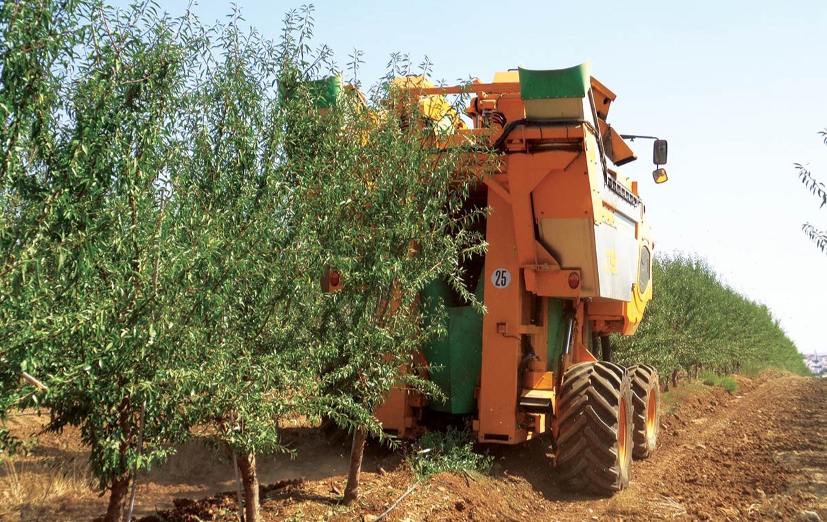 Ensaio de sistemas de condução em amendoeira e adaptação à colheita mecânica a decorrer no âmbito de um protocolo experimental