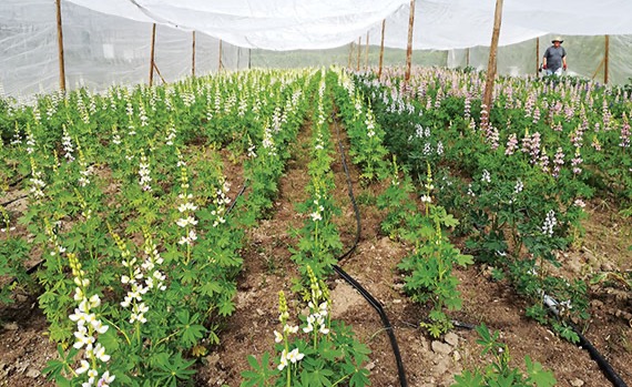 Ensaio de variedades de tremoço realizado pela Lusosem com rega gota-a-gota e telas anti-tripes