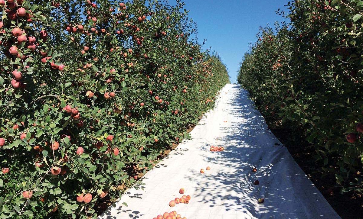 Ensaio com filmes refletivos para aumento da coloração das maçãs a decorrer no âmbito de um protocolo experimental