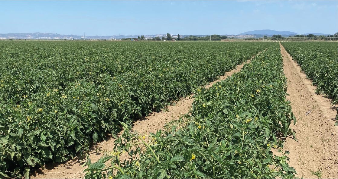 Estratégia para Controlo dos Solos