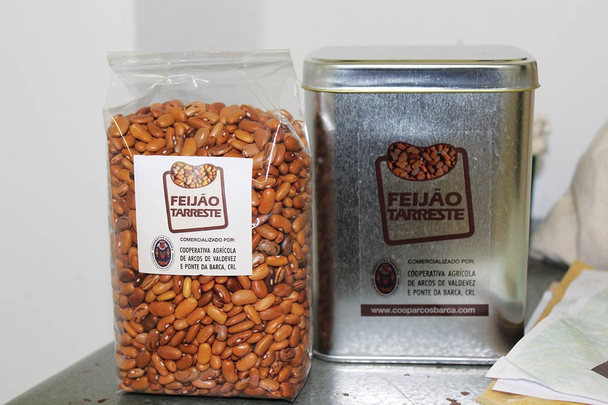 Feijão Tarrestre recuperado para produção comercial a partir de variedade conservada no Banco Português de Germoplasma Vegetal em Braga