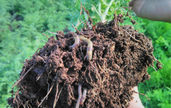 Planta de grão-de-bico ‘Casal Vouga’ e a biodiversidade do solo