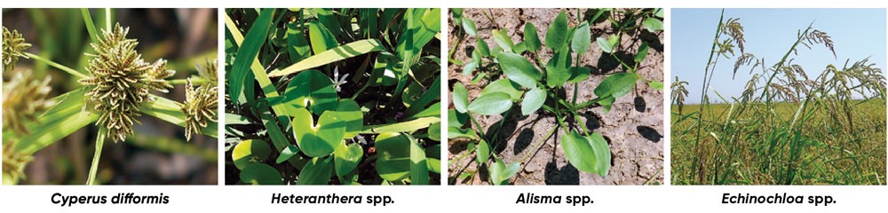 Infestantes do arroz