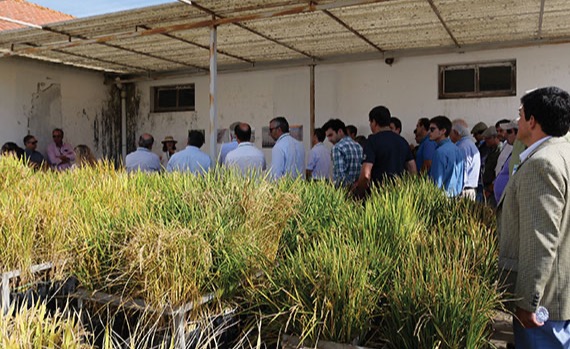Visita ao Programa de Melhoramento do Arroz