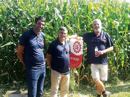 O milho LG 30.597 é muito produtivo e resistente à acama