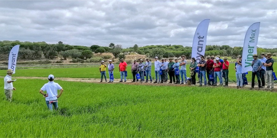 Lusosem na cultura do arroz