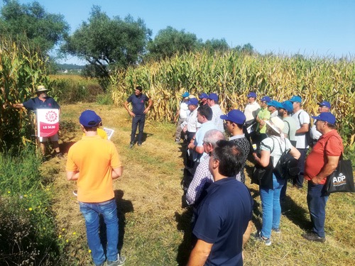 Apresentação do Milho LG 30.597
