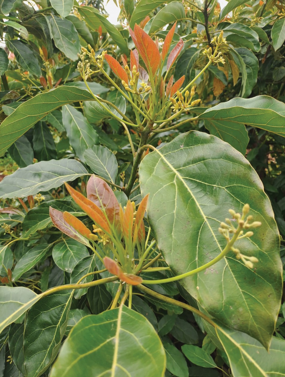 Novas rebentações, crescimento vegetativo do Abacateiro