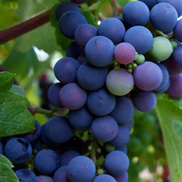 Nutrição Avançada