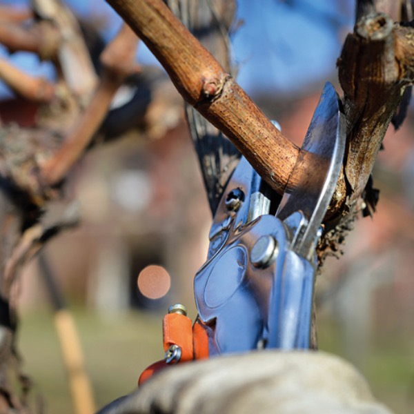 Poda ou corte da videira