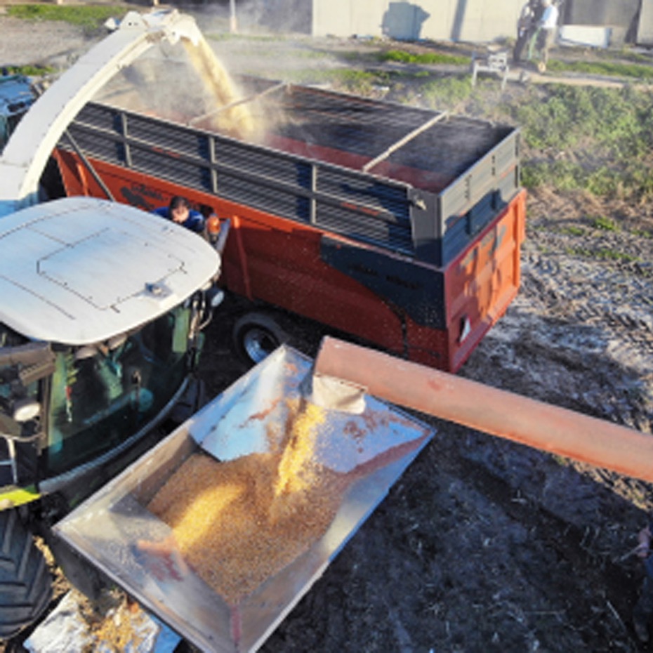 Processamento do grão