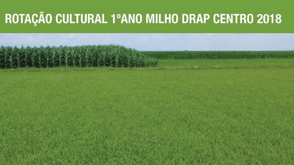 Rotação cultural – 1º ano – Milho DRAP Centro 2018