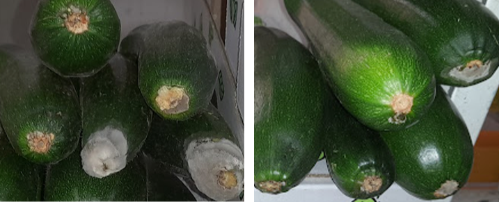 Curgete sem tratamento (esquerda) | Curgete com o tratamento SaniCchini (direita)