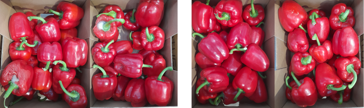 Pimento sem tratamento (esquerda) | Pimento com o tratamento SaniPepper (direita) 