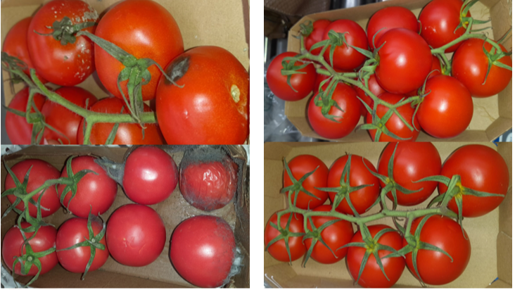 Sem tratamento (Esquerda) | Tomate com o tratamento SaniTomato (direita)