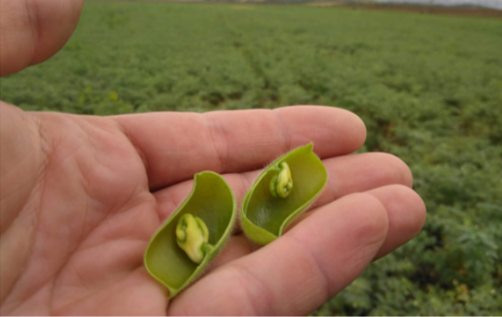 Vagem de grão-de-bico ‘Casal Vouga’