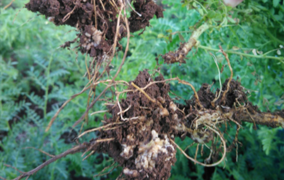 Sistema radicular promove a fixação de azoto atmosférico no solo