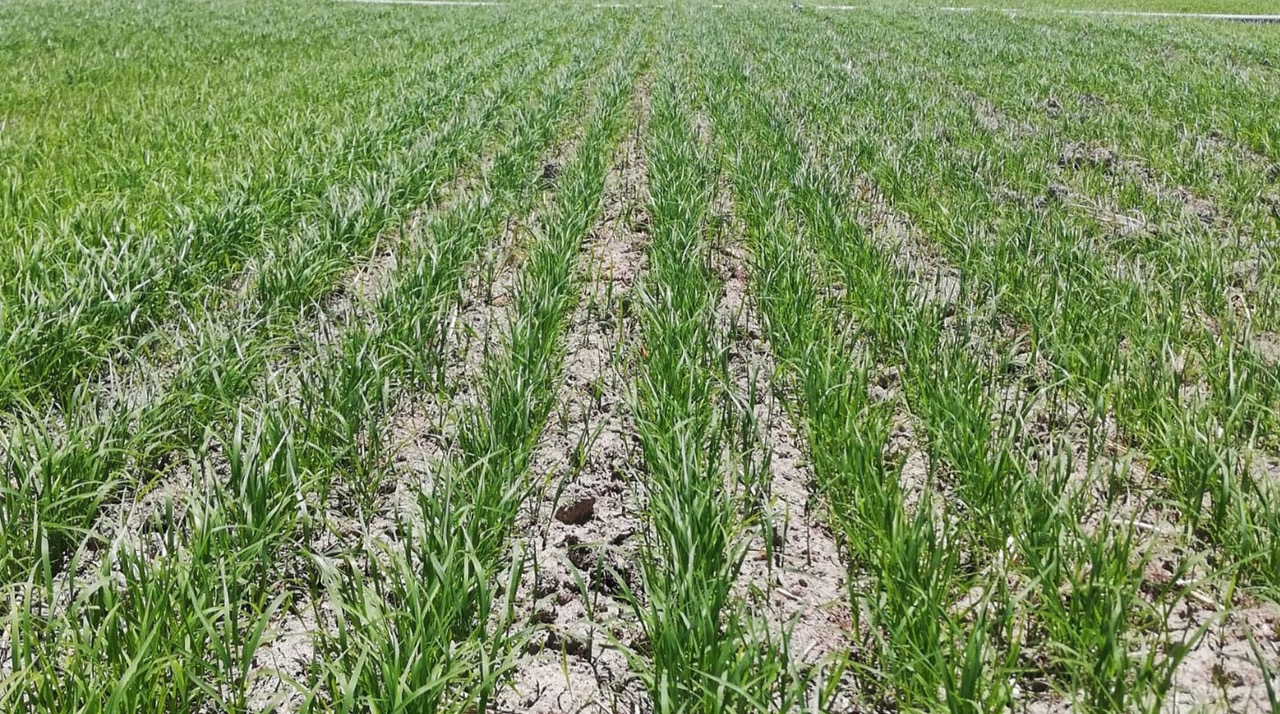 Teff - Campanha 2021 - Boa adaptação à realidade nacional.