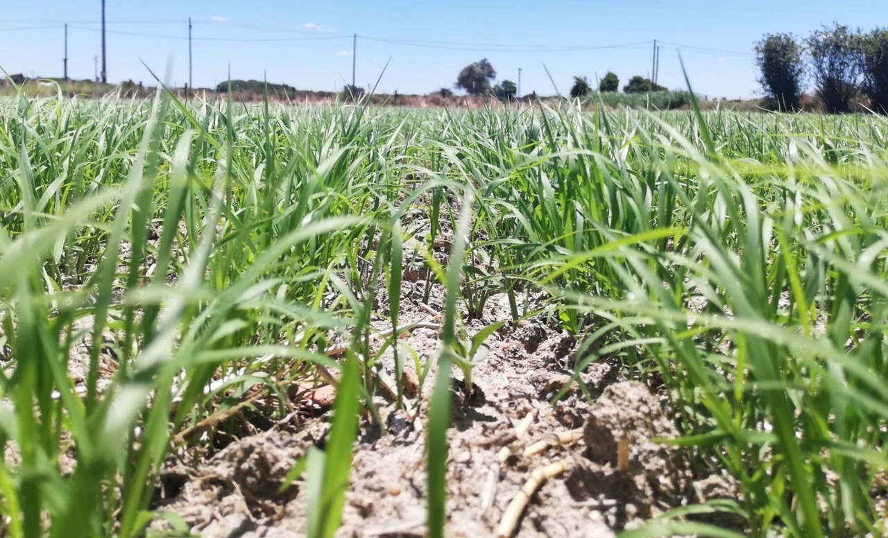 Teff - Nova alternativa cultural para produção de forragens.