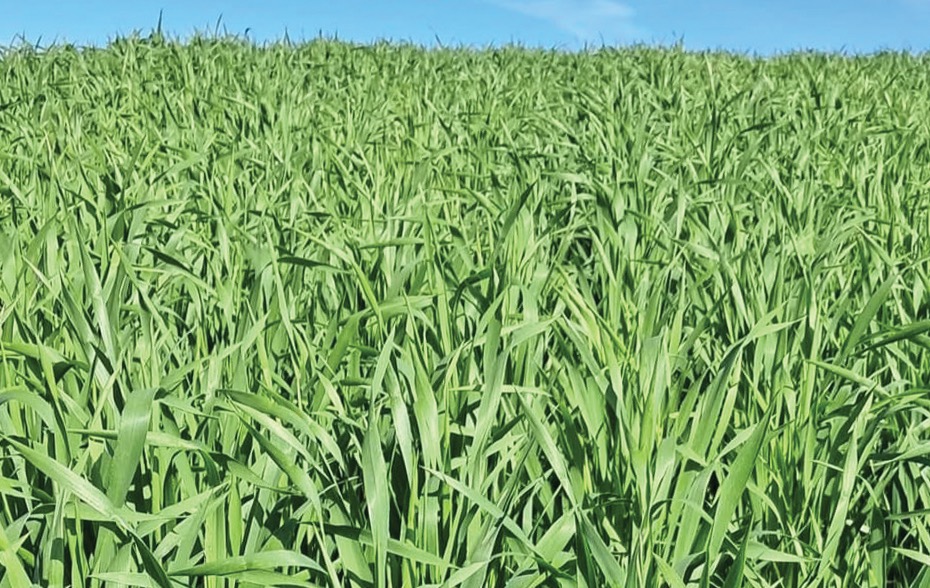 Triticale e Aveia