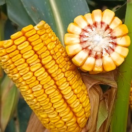 Milho Grão e Silagem