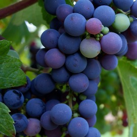 Nutrição Avançada