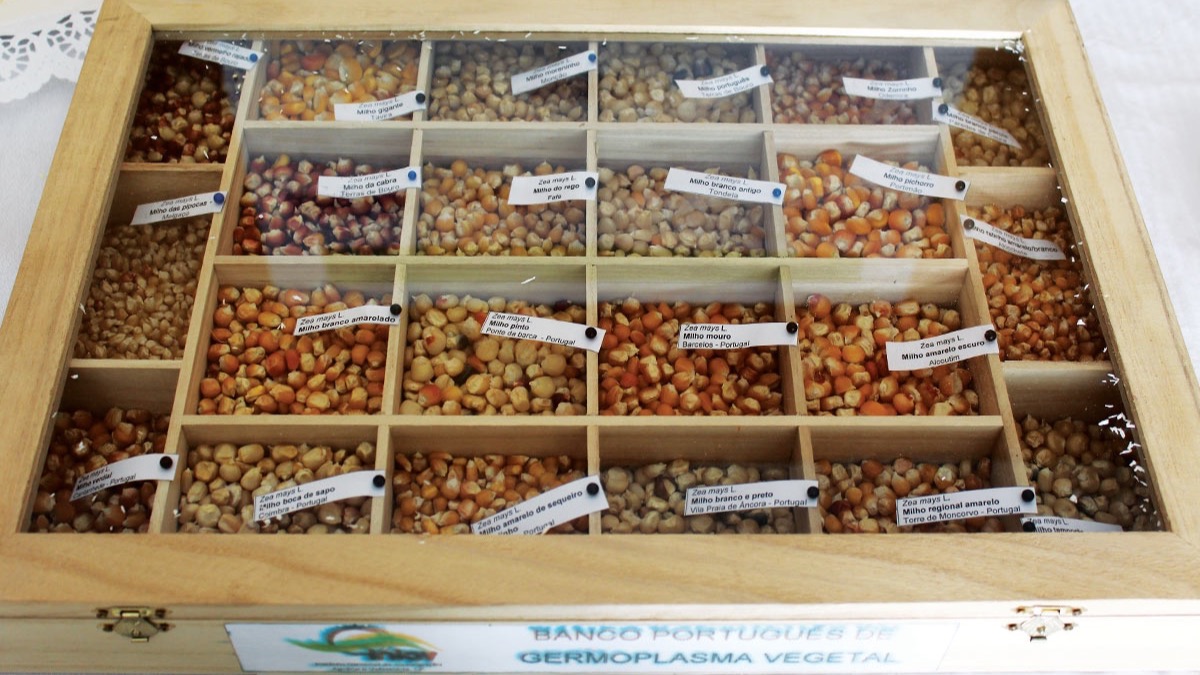 Banco Português de Germoplasma Vegetal em Braga