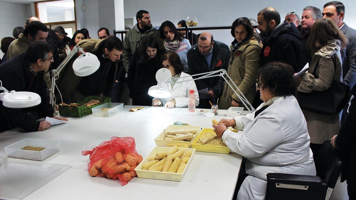 Amostras de variedades tradicionais de milho conservadas no Banco Português de Germoplasma Vegetal